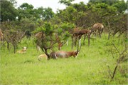 35937-MpongoB
