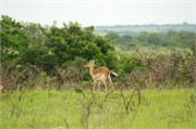 35952-MpongoB