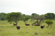 35967-MpongoB
