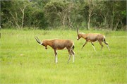 35971-MpongoB