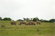 35974-MpongoB