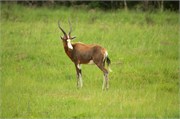 35977-MpongoB