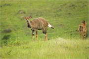 35985-MpongoB