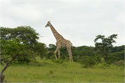 35990-MpongoB