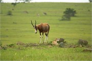 36013-MpongoB