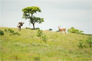 36023-MpongoB