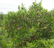 36030-MpongoB