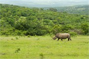 36062-MpongoB