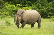 36069-MpongoB