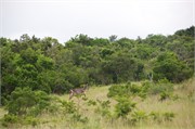 36110-MpongoA