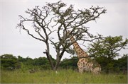 36168-MpongoA
