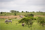 36264-MpongoA
