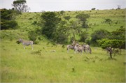36285-MpongoA
