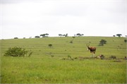 Mpongo29
