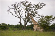Mpongo30