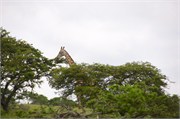 Mpongo37