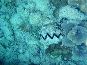 CerfIsland29