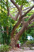 MaleMaldives13