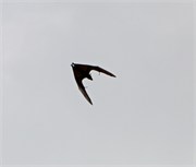 MaleMaldives16