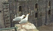 CaernarfonCastle_6