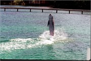 Roatan_13