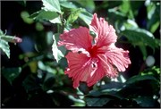 Roatan_24