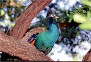 Roatan_35