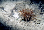 Roatan_7