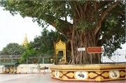 Shwedagon_85