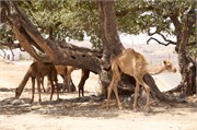 Salalah-Oman_47