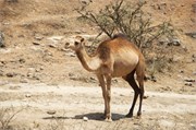 Salalah-Oman_57