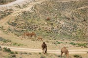 Aqaba2014_30