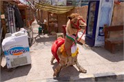 Petra2014_132