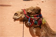 Petra2014_55