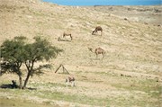 9_IsraelScenery_2