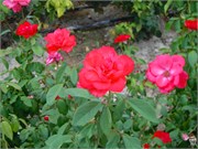 DSCN2121