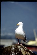 Seattle7