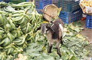 34_Dhaka-Market2015_101