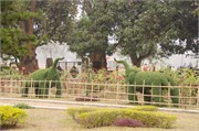 Paraphur_10