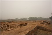 Paraphur_14