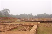 Paraphur_19