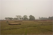 Paraphur_25