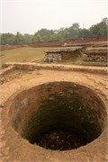 Paraphur_39