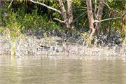 Sundarbans2015_15