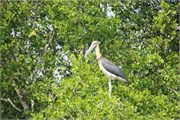 Sundarbans2015_16