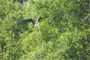 Sundarbans2015_17