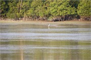 Sundarbans2015_25