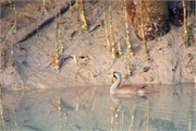 Sundarbans2015_30