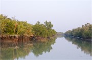 Sundarbans2015_31