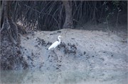 Sundarbans2015_34